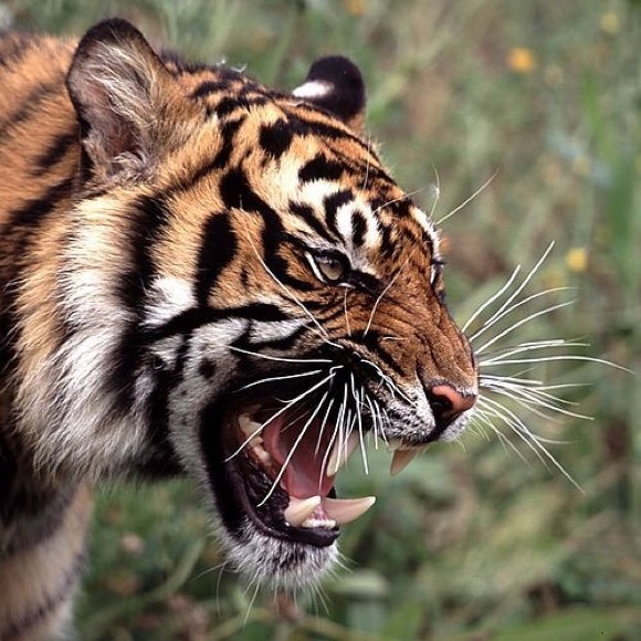 kingskitten11